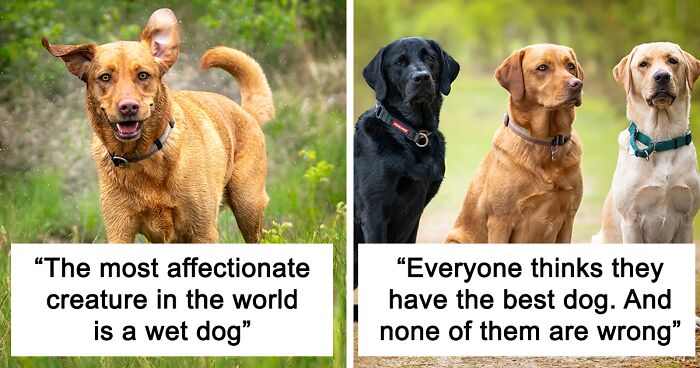 “Motivational Dog Quotes”: My 12 Photographs Accompanied By Words Of Canine Wisdom