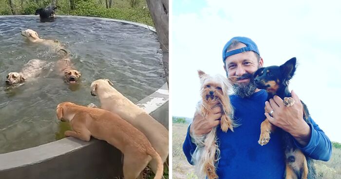 This Man Built A Pool For 27 Stray Dogs In His Care